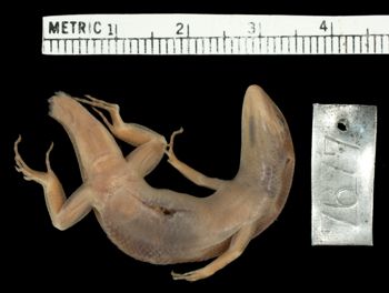 Media type: image;   Herpetology R-7677 Aspect: ventral